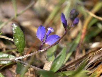 Fotografia da espécie Polygala serpyllifolia