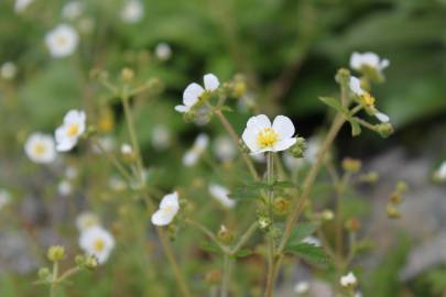 Fotografia da espécie Potentilla rupestris