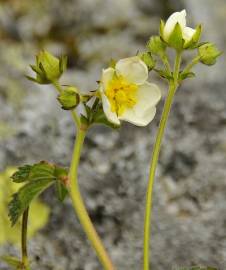 Fotografia da espécie Potentilla rupestris