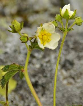 Fotografia 4 da espécie Potentilla rupestris no Jardim Botânico UTAD