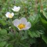 Fotografia 5 da espécie Potentilla rupestris do Jardim Botânico UTAD