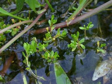 Fotografia da espécie Ranunculus hederaceus