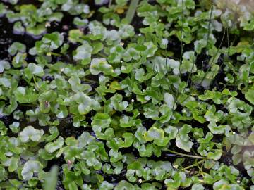 Fotografia da espécie Ranunculus hederaceus