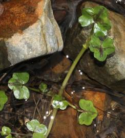 Fotografia da espécie Ranunculus hederaceus