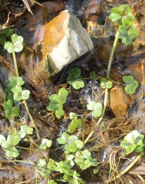 Fotografia 6 da espécie Ranunculus hederaceus no Jardim Botânico UTAD