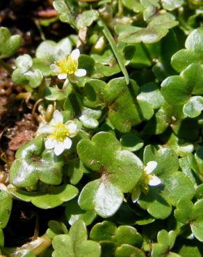 Fotografia 1 da espécie Ranunculus hederaceus no Jardim Botânico UTAD