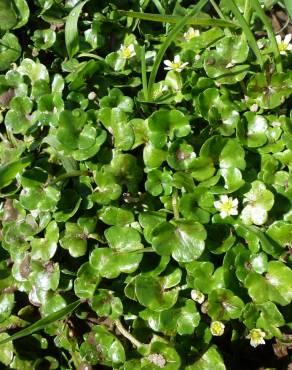 Fotografia 7 da espécie Ranunculus hederaceus no Jardim Botânico UTAD