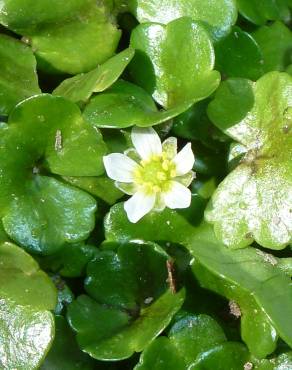 Fotografia 8 da espécie Ranunculus hederaceus no Jardim Botânico UTAD