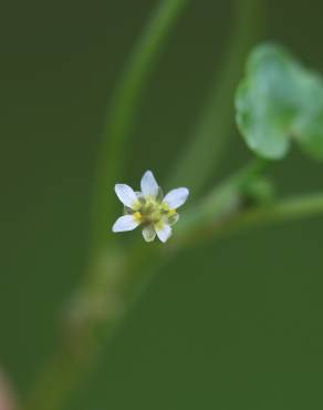 Fotografia 9 da espécie Ranunculus hederaceus no Jardim Botânico UTAD