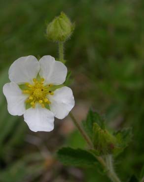 Fotografia 6 da espécie Potentilla rupestris no Jardim Botânico UTAD