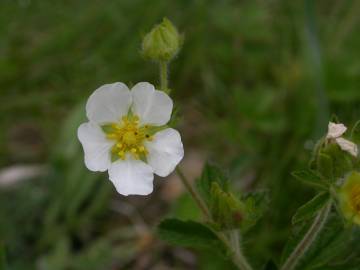 Fotografia da espécie Potentilla rupestris