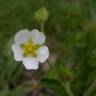 Fotografia 6 da espécie Potentilla rupestris do Jardim Botânico UTAD