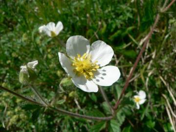 Fotografia da espécie Potentilla rupestris