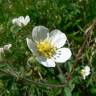 Fotografia 8 da espécie Potentilla rupestris do Jardim Botânico UTAD