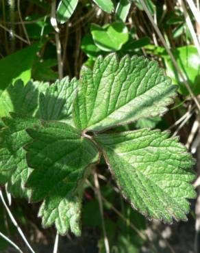 Fotografia 9 da espécie Potentilla rupestris no Jardim Botânico UTAD