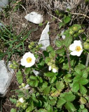 Fotografia 10 da espécie Potentilla rupestris no Jardim Botânico UTAD