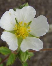 Fotografia da espécie Potentilla rupestris