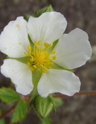 Potentilla rupestris