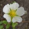 Fotografia 1 da espécie Potentilla rupestris do Jardim Botânico UTAD