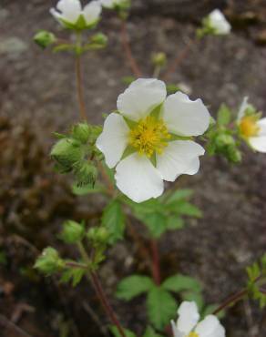 Fotografia 11 da espécie Potentilla rupestris no Jardim Botânico UTAD