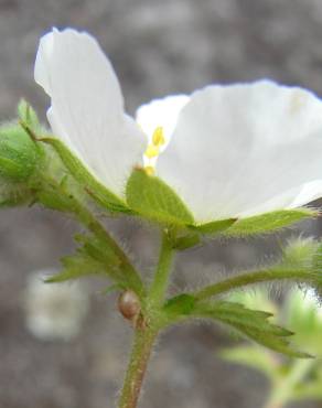 Fotografia 12 da espécie Potentilla rupestris no Jardim Botânico UTAD