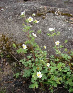 Fotografia 13 da espécie Potentilla rupestris no Jardim Botânico UTAD