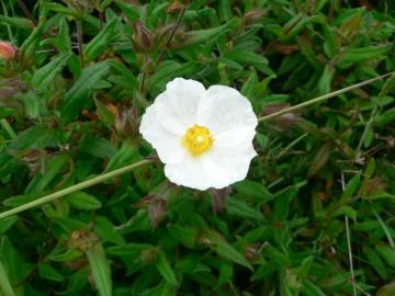 Fotografia da espécie Cistus inflatus