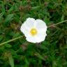 Fotografia 5 da espécie Cistus inflatus do Jardim Botânico UTAD