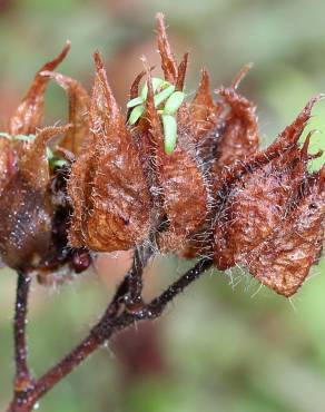 Fotografia 6 da espécie Cistus inflatus no Jardim Botânico UTAD