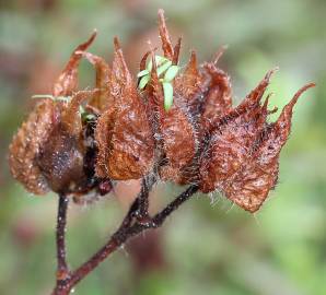 Fotografia da espécie Cistus inflatus