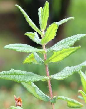 Fotografia 7 da espécie Cistus inflatus no Jardim Botânico UTAD