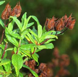 Fotografia da espécie Cistus inflatus