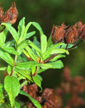 Fotografia 8 da espécie Cistus inflatus no Jardim Botânico UTAD