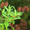 Fotografia 8 da espécie Cistus inflatus do Jardim Botânico UTAD