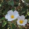 Fotografia 6 da espécie Cistus laurifolius do Jardim Botânico UTAD