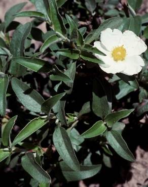 Fotografia 8 da espécie Cistus laurifolius no Jardim Botânico UTAD