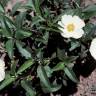 Fotografia 8 da espécie Cistus laurifolius do Jardim Botânico UTAD