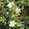 Fotografia 9 da espécie Cistus laurifolius do Jardim Botânico UTAD