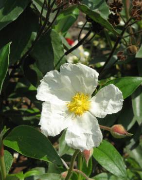 Fotografia 10 da espécie Cistus laurifolius no Jardim Botânico UTAD