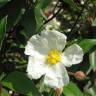 Fotografia 10 da espécie Cistus laurifolius do Jardim Botânico UTAD