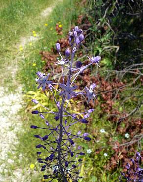 Fotografia 7 da espécie Scilla hyacinthoides no Jardim Botânico UTAD