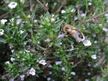 Fotografia da espécie Satureja hortensis