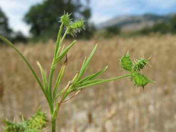 Fotografia da espécie Ranunculus arvensis