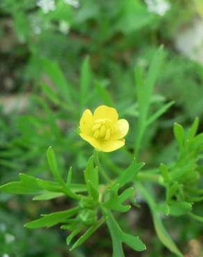 Fotografia 12 da espécie Ranunculus arvensis no Jardim Botânico UTAD