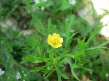 Fotografia da espécie Ranunculus arvensis