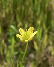 Fotografia da espécie Ranunculus arvensis