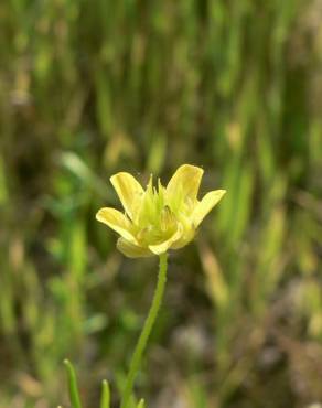 Fotografia 1 da espécie Ranunculus arvensis no Jardim Botânico UTAD