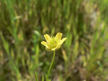 Fotografia da espécie Ranunculus arvensis