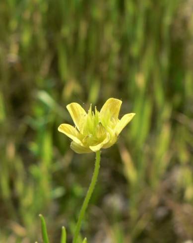 Fotografia de capa Ranunculus arvensis - do Jardim Botânico