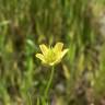 Fotografia 1 da espécie Ranunculus arvensis do Jardim Botânico UTAD